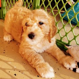 Goldendoodle Puppies from Americana Paws