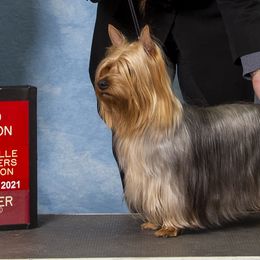 Silky Terriers from Blu Diamond