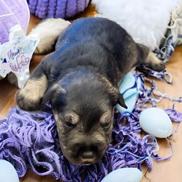 Labradoodle, Miniature Schnauzer, and Poodle Puppies from Orange Blossom Kennel