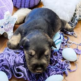 Labradoodle, Miniature Schnauzer, and Poodle Puppies from Orange Blossom Kennel