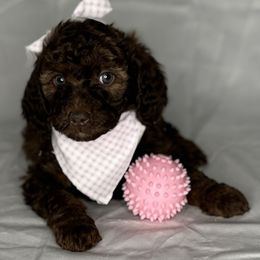 Silver collar Girl - Brown female Poodle puppy in Colorado Springs, Colorado from Pikes Peak Doodles