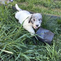 Aussiedoodle, Australian Shepherd, and Poodle Puppies from Love my doodles/ Aussiedoodle love