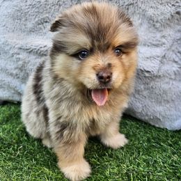 Koa - Merle male Pomsky puppy in Southern California, California from SoCal Pomskies LLC