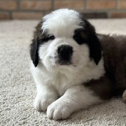 Saint Bernards from Shoen Saint Bernards