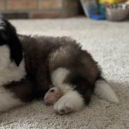 Saint Bernards from Shoen Saint Bernards