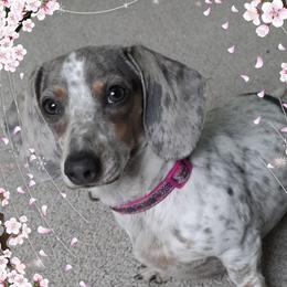 Sassy - Dachshund
