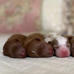 2nd Pick female - Red female Cavapoo puppy in Beckley, West Virginia from By Design Doodles