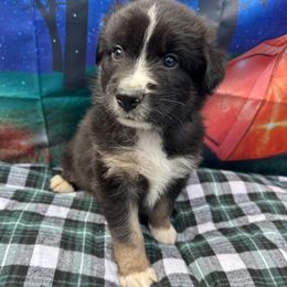 Ash - Gray Collar - Black tri-color male Australian Shepherd puppy in San Marcos, California from Faith Family Freedom Farm