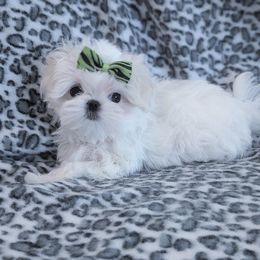 Maltese Puppies from Bratpack Babydolls