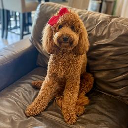 Willow - Goldendoodle