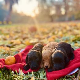 Goldendoodle Puppies from Hope Lane Kennels