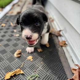 Navi - Black and white male Border Collie puppy in Granby, Massachusetts from Ferry Hill Farm