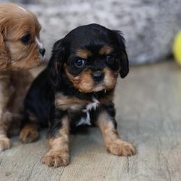 Juliette - Black and tan female Cavalier King Charles Spaniel puppy in Payette, Idaho from Stonewick Retrievers
