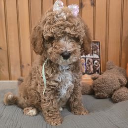 Bernedoodle and Goldendoodle Puppies from 4goldendoodles