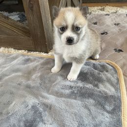 Pomsky Puppies from Ocean State Pomskies