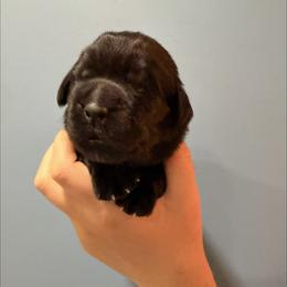 Reba McEntire - Black female Newfoundland puppy in Tully, New York from Bear Paw Newfoundlands