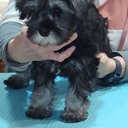 Girl 1 - Salt and pepper Miniature Schnauzer puppy in Central Square, New York from SkyHigh Kennels