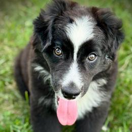 Rigatoni - Black & white male Australian Shepherd puppy in El Dorado Springs, Missouri from HP Aussie Kennels
