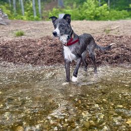 Enoka - Border Collie