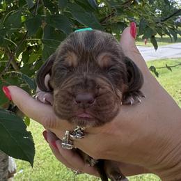 Boy 2 - Liver and tan male Bloodhound puppy in Lynchburg, Virginia from Bloodhound Life