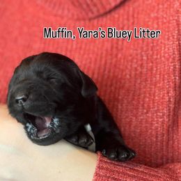 Muffin - Black female Labrador Retriever puppy in Owosso, Michigan from Bennington Retrievers