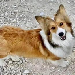 Emerson - Pembroke Welsh Corgi