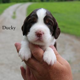 Ducky - Liver white and tan male English Springer Spaniel puppy in Manchester, Kentucky from Appalachian Kennels
