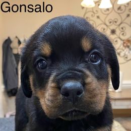 Rottweiler Puppies from CenturionOne LLC