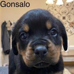 Rottweiler Puppies from CenturionOne LLC