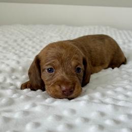 Theodore - Brindle male Dachshund puppy in Shelley, Idaho from Journey’s End Dachshunds