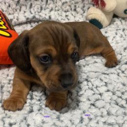 Rocco 2500 - Red male Dachshund puppy in Great Bend, Pennsylvania from Dashing Doxies