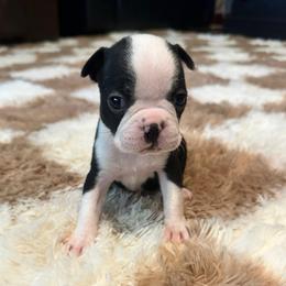 Opal Girl 3 - Black and white female Boston Terrier puppy in Brookville, Ohio from Best Friend Bostons