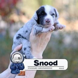 Snood - Blue merle and white male Sheepadoodle puppy in Cleveland, Tennessee from Narrow Path Old English & Sheepadoodles