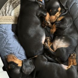 Dachshund Puppies from Little Legs Miniature Dachshunds