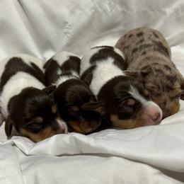 Dachshund puppies from Carter's Kennels
