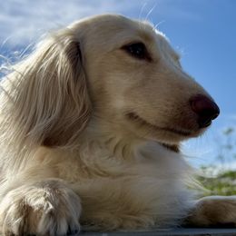 Dachshunds from Long Blonde Doxies