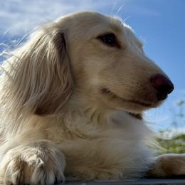 Dachshunds from Long Blonde Doxies