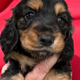Trish - Black and tan female Dachshund puppy in Franklinton, North Carolina from Wildwynn Dachshunds