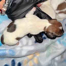 Miloh - Piebald male Dachshund puppy in Moreno Valley, California from Purpleheart_doxiess