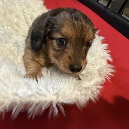Dachshund Puppies from SunnySeaDachs