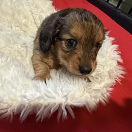Dachshund Puppies from SunnySeaDachs