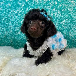 Shylee - Poodle