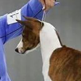 Fighter - Basenji