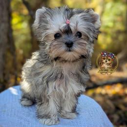 Korean Babydoll Marigold - Gold female Morkie puppy in Barren Springs, Virginia from Seeking Shalom Acres Maltese, Maltipoos & Havamalts
