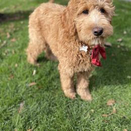 Goldendoodle Puppies from Dhalia’s Doodles
