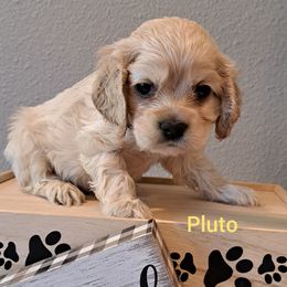 Cocker Spaniel Puppies from East Texas American Cocker Spaniels