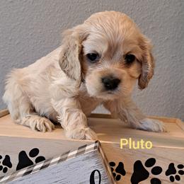 Cocker Spaniel Puppies from East Texas American Cocker Spaniels