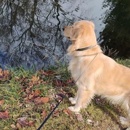 Stella - Golden Retriever