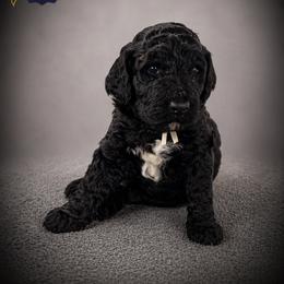 Cartwright's Joanna of the Empty Tomb - Black female Poodle puppy in Albany, Kentucky from Impressive Cartwright Standards