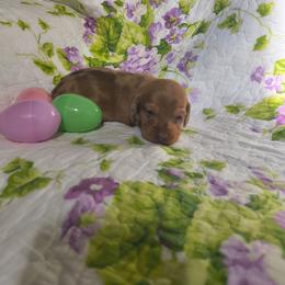 Clover - Dapple female Dachshund puppy in Opelika, Alabama from Dachshund Darlins